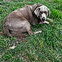 Sadie is registered to the contest to win money with this photo: dog, silver_gray, grass, outdoor, nature, animal, pet, canine, fur, relaxed, laying_down, greenery, leaves, tongue_out, mammal, cute, friendly, resting, summer, daylight