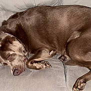 Sadie joined the competition — help win amazing prizes! dog, brown_dog, sleeping, couch, blanket, indoor, pet, canine, fur, relaxation, nap, cozy, domestic_animal, animal, rest, four_legs, paw, snout, ears, curled_up