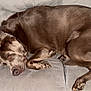 dog, brown_dog, sleeping, couch, blanket, indoor, pet, canine, fur, relaxation, nap, cozy, domestic_animal, animal, rest, four_legs, paw, snout, ears, curled_up