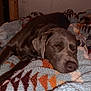 Sadie is registered to the contest to win money with this photo: dog, sleeping, blanket, cozy, indoor, brown_dog, fur, resting, pet, animal, snuggle, warm, comfort, cute, canine, relax, soft, patterned_blanket, peaceful, nap