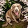 Sadie