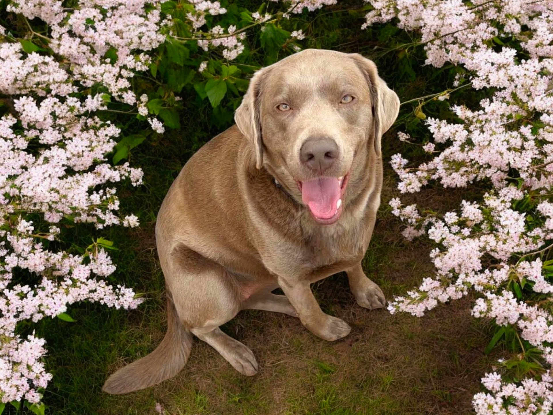 Sadie is registered to the contest to win money with this photo: dog, canine, pet, happy, tongue_out, grass, flowers, pink_blossoms, nature, outdoor, sitting, cute, animal, fur, playful, garden, summer, greenery, friendly, portrait