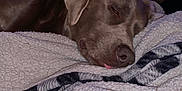 Sadie is registered to the contest to win money with this photo: dog, sleeping, blanket, cozy, indoor, resting, pet, fur, snout, tongue, wooden_furniture, plaid, soft, relaxation, home, animal, mammal, comfort, cute, peaceful