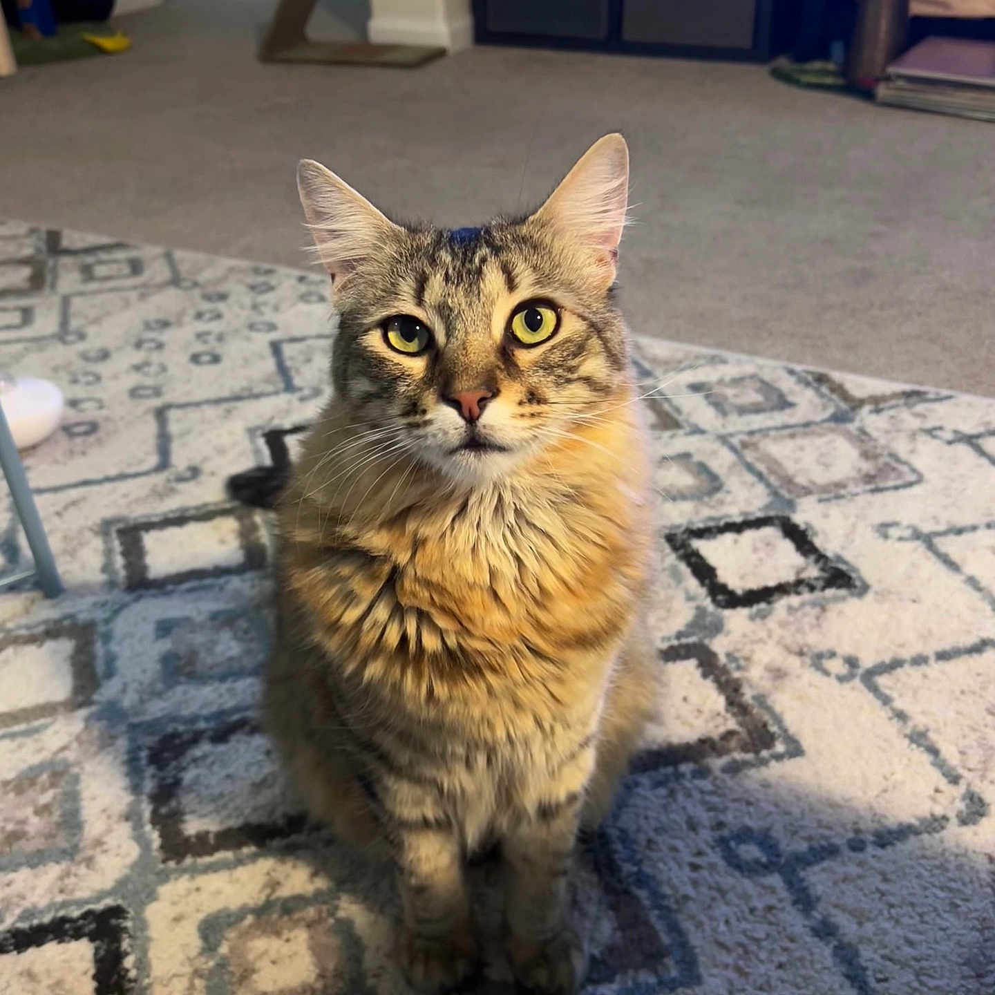 Prince Roger is registered to the contest to win money with this photo: abyssinian, animal, cat, city, drawer, flagstone, furniture, indoors, kitten, manx, path, pet, road, rock, slate, street, table, urban, walkway, wood