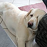 Kouky participe au concours pour gagner de l'argent avec cette photo : animal, canine, closeup, companion, cream_color, cushion, dog, domestic, floor, fur, indoor, labrador, one_eye_visible, pet, quiet, relaxed, resting, sleepy, snout, tile_floor