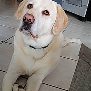 Kouky participe au concours pour gagner de l'argent avec cette photo : animal, brown_eyes, canine, collar, cute, dog, domestic, ears, floor, fur, head_tilt, home, indoor, labrador, looking_up, paw, pet, resting, tile, white_fur