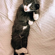 Gaby participe au concours pour gagner de l'argent avec cette photo : animal, blanket, cat, closeup, cozy, curious, cute, feline, gray_cat, indoor, kitten, lying_down, pet, relaxed, soft_light, texture, whiskers, white_markings, white_paws, young_cat