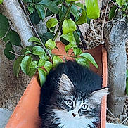 Loki a rejoint le concours — aidez-le/la à gagner de superbes lots ! animal, cat, curious, cute, feline, fluffy, fur, kitten, leaves, nature, outdoor, pet, plant, portrait, resting, sitting, terracotta_pot, tree, whiskers, young
