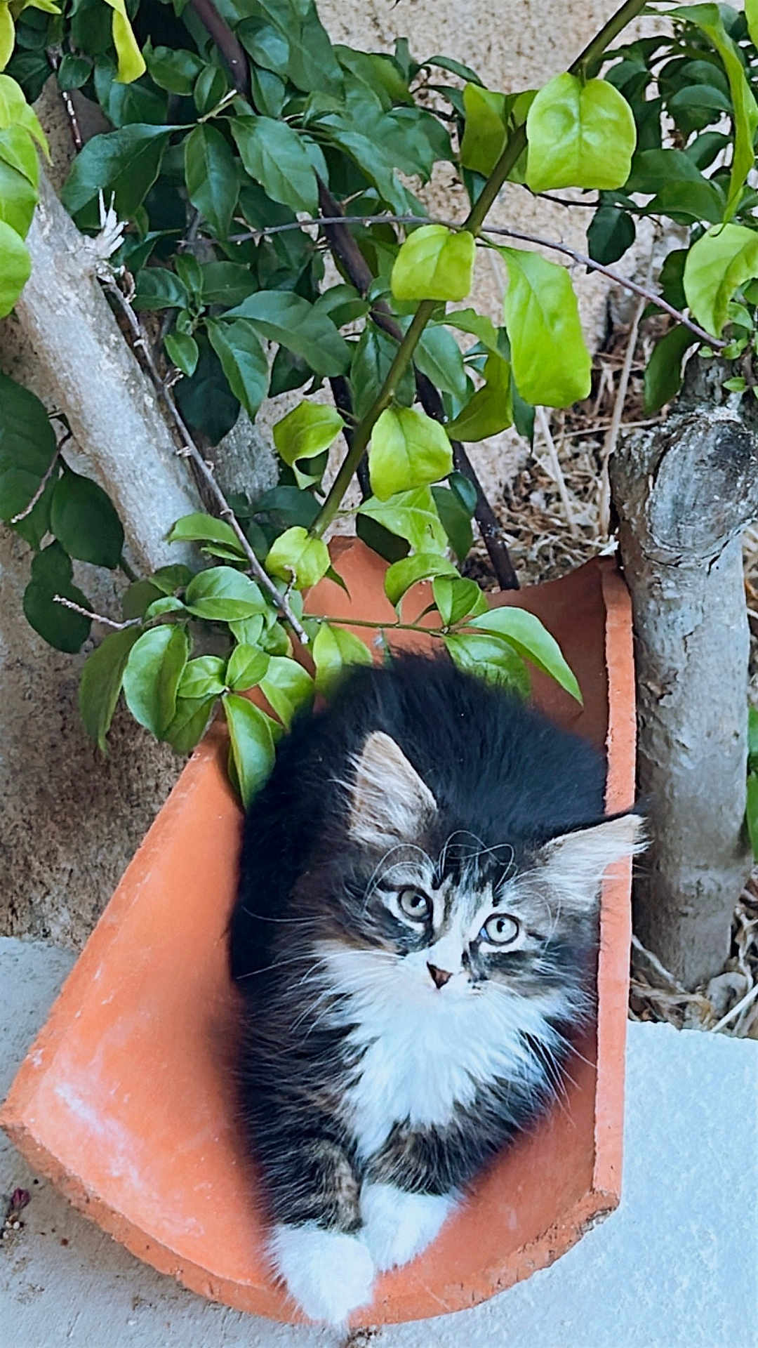 Loki