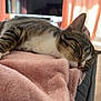 Buzz participe au concours pour gagner de l'argent avec cette photo : animal, blanket, cat, couch, cozy, curtains, ears, floor, fur, furniture, home, indoor, peaceful, pet, pink, relaxing, sleeping, sunlight, tabby, whiskers