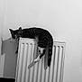 Buzz a rejoint le concours — aidez-le/la à gagner de superbes lots ! black_and_white, blanket, cat, comfort, cozy, feline, home, indoor, paw, pet, quiet, radiator, relaxed, resting, shadow, sleeping, tabby, table, tail, wall