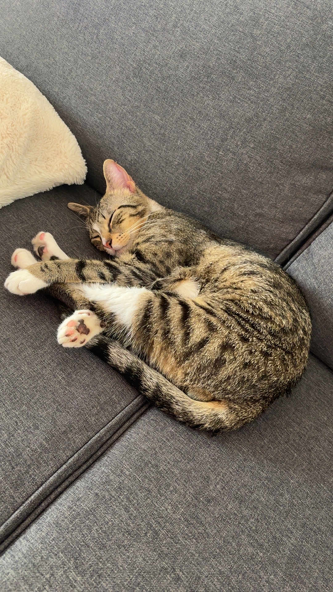Buzz participe au concours pour gagner de l'argent avec cette photo : animal, cat, companion, couch, cozy, cute, domestic, fur, furniture, indoor, mammal, paw, pet, relax, resting, sleeping, soft, striped, tabby, whiskers