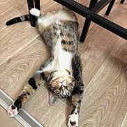 Buzz a rejoint le concours — aidez-le/la à gagner de superbes lots ! animal, black_chair, cat, chair, claws, curious, domestic_cat, feline, floor, indoor, looking_up, paws, pet, pink_nose, playful, relaxed, stretching, tabby, whiskers, wood_floor