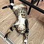 animal, black_chair, cat, chair, claws, curious, domestic_cat, feline, floor, indoor, looking_up, paws, pet, pink_nose, playful, relaxed, stretching, tabby, whiskers, wood_floor