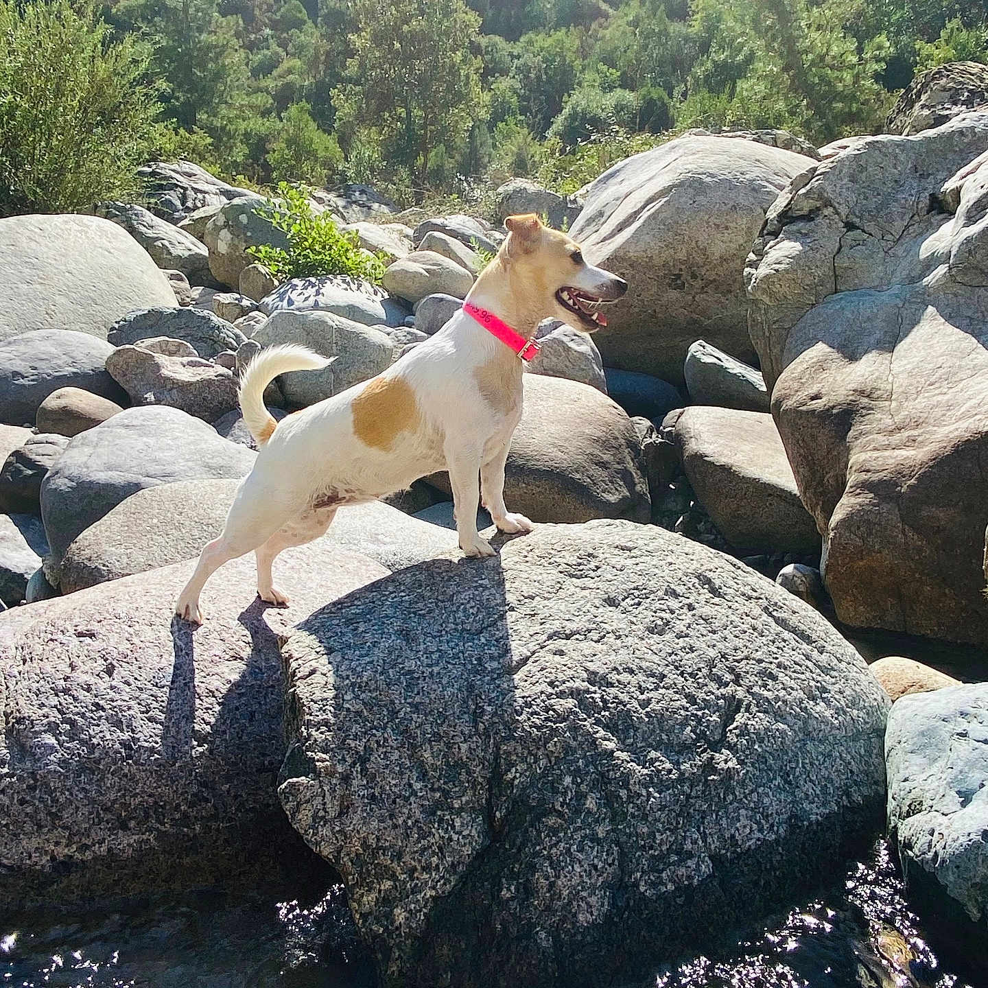 Speranza participe au concours pour gagner de l'argent avec cette photo : adventure, animal, collar, daylight, dog, forest, greenery, happy, landscape, nature, outdoor, pet, river, rock, scenery, standing, stream, sunlight, water, wildlife
