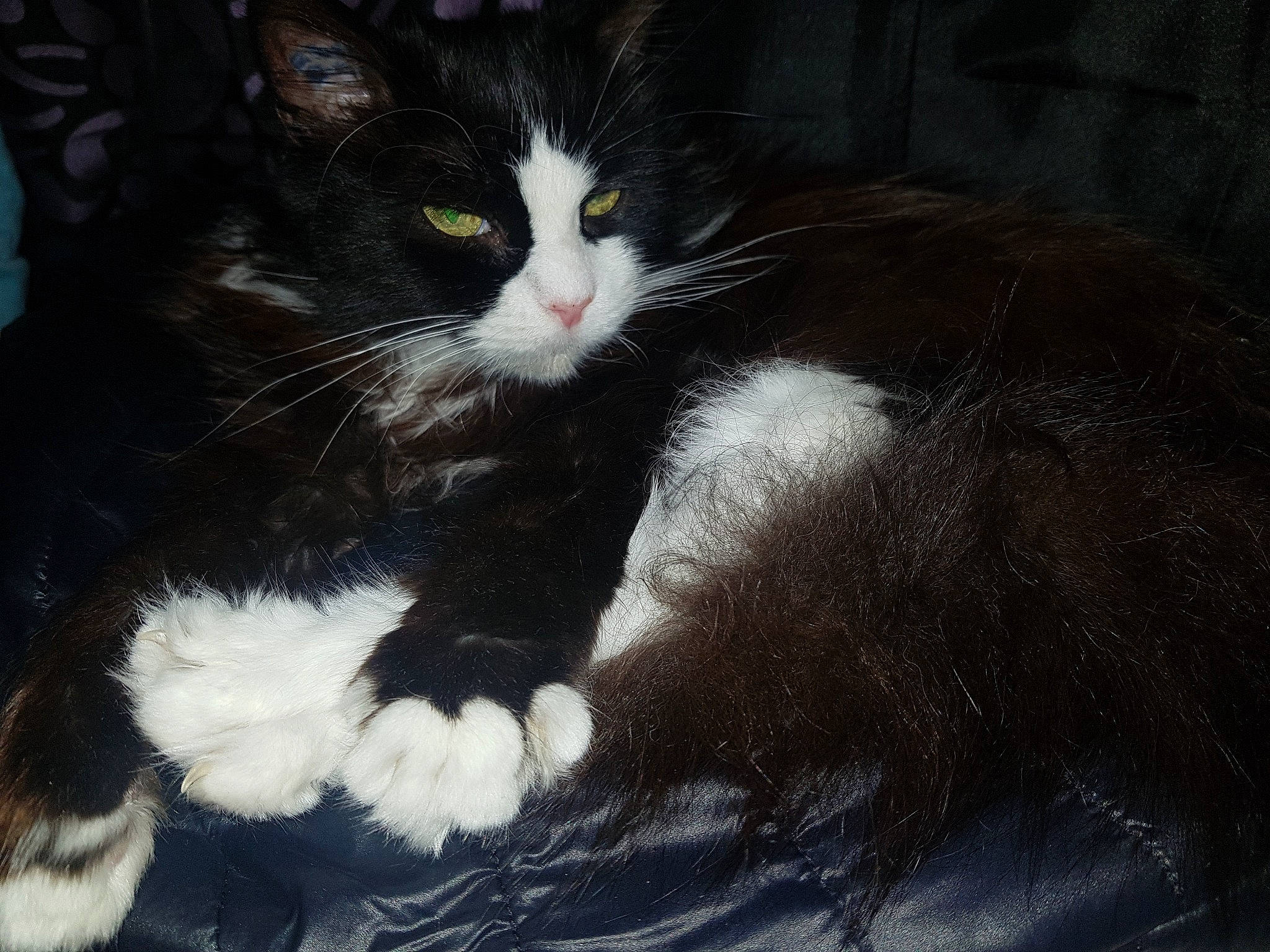 Felicie a rejoint le concours — aidez-le/la à gagner de superbes lots ! american_wirehair, black_and_white, carnivore, cat, domestic_long_haired_cat, domestic_short_haired_cat, felidae, fur, kitten, mammal, norwegian_forest_cat, polydactyl_cat, small_to_medium_sized_cats, snout, whiskers