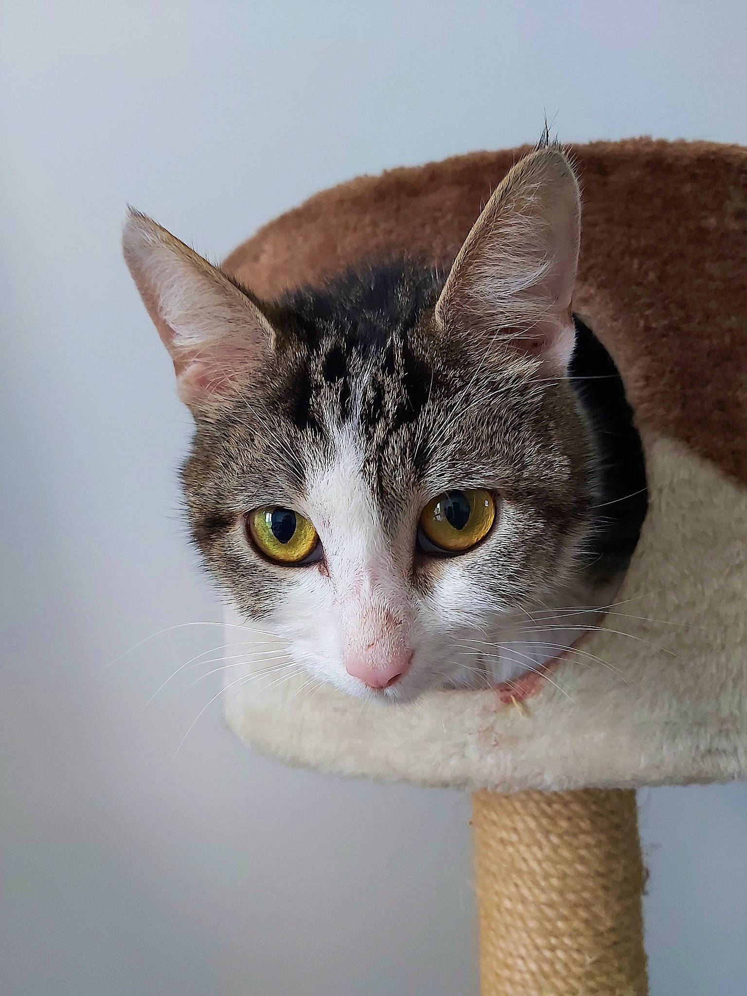 Jaina participe au concours pour gagner de l'argent avec cette photo : art, carnivore, cat, domestic_short_haired_cat, ear, eye, eyelash, felidae, fur, head, iris, small_to_medium_sized_cats, snout, tail, whiskers