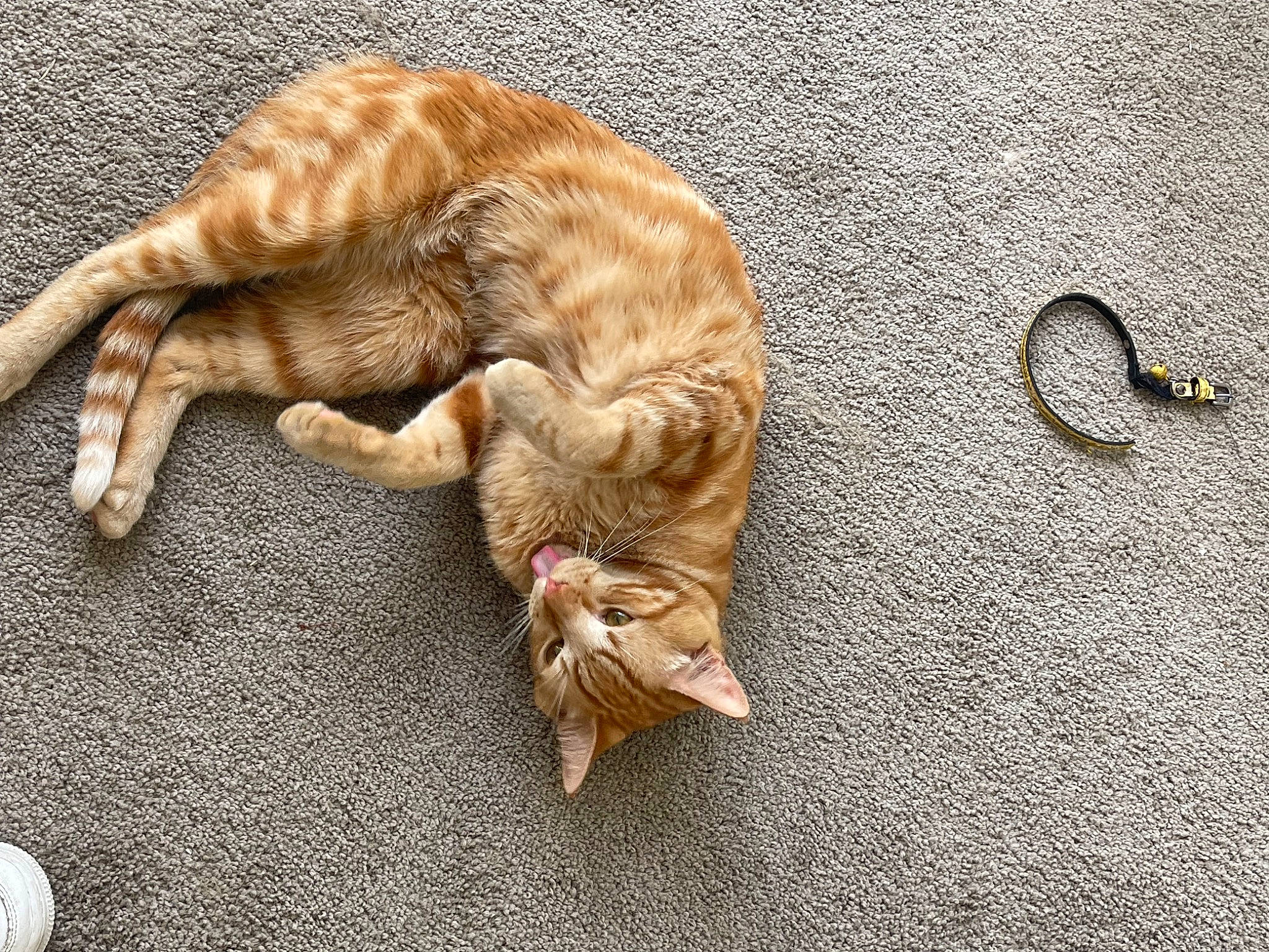 Simba joined the competition — help win amazing prizes! asphalt, canidae, carnivore, cat, claw, domestic_short_haired_cat, fawn, felidae, flooring, fur, paw, road_surface, small_to_medium_sized_cats, sporting_group, tail, terrestrial_animal, whiskers, wood