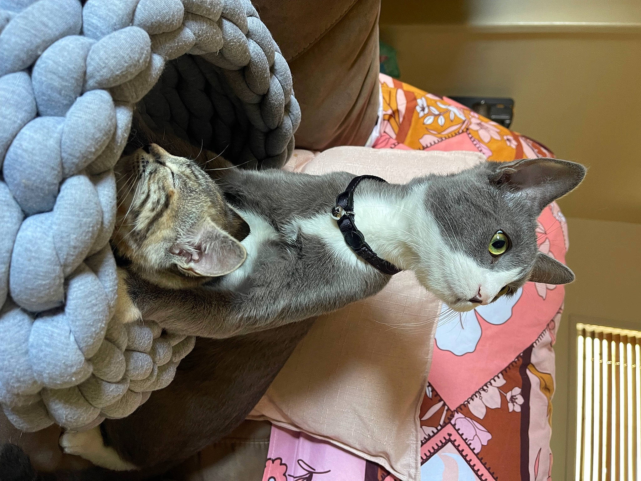 Harper is registered to the contest to win money with this photo: art, carnivore, cat, domestic_short_haired_cat, felidae, fence, fictional_character, fur, grey, mammal, pattern, plush, small_to_medium_sized_cats, snout, stuffed_toy, tail, toy, vertebrate, whiskers, wool