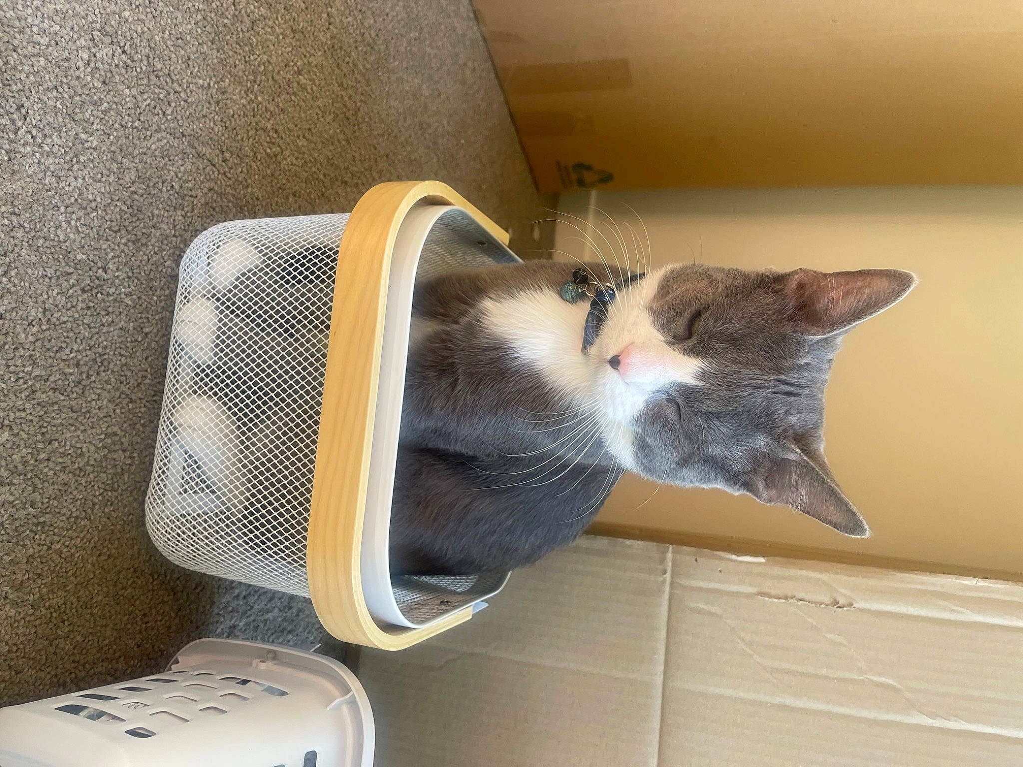 Harper is registered to the contest to win money with this photo: carnivore, cat, cat_supply, comfort, domestic_short_haired_cat, felidae, fur, grey, hardwood, mammal, room, small_to_medium_sized_cats, tail, vertebrate, whiskers, wood