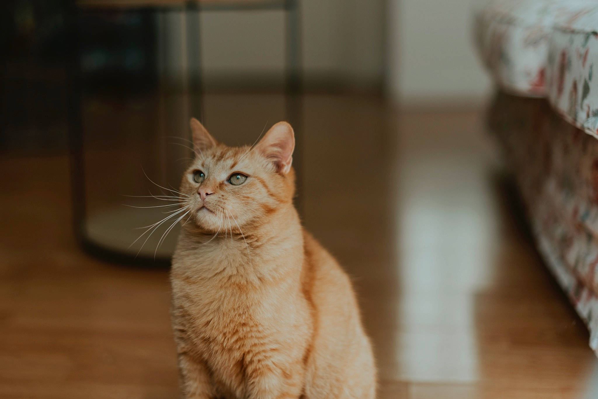 Floki participe au concours pour gagner de l'argent avec cette photo : carnivore, cat, claw, domestic_short_haired_cat, fawn, felidae, flooring, fur, hardwood, paw, sitting, small_to_medium_sized_cats, snout, tail, terrestrial_animal, whiskers, wildlife, window, wood