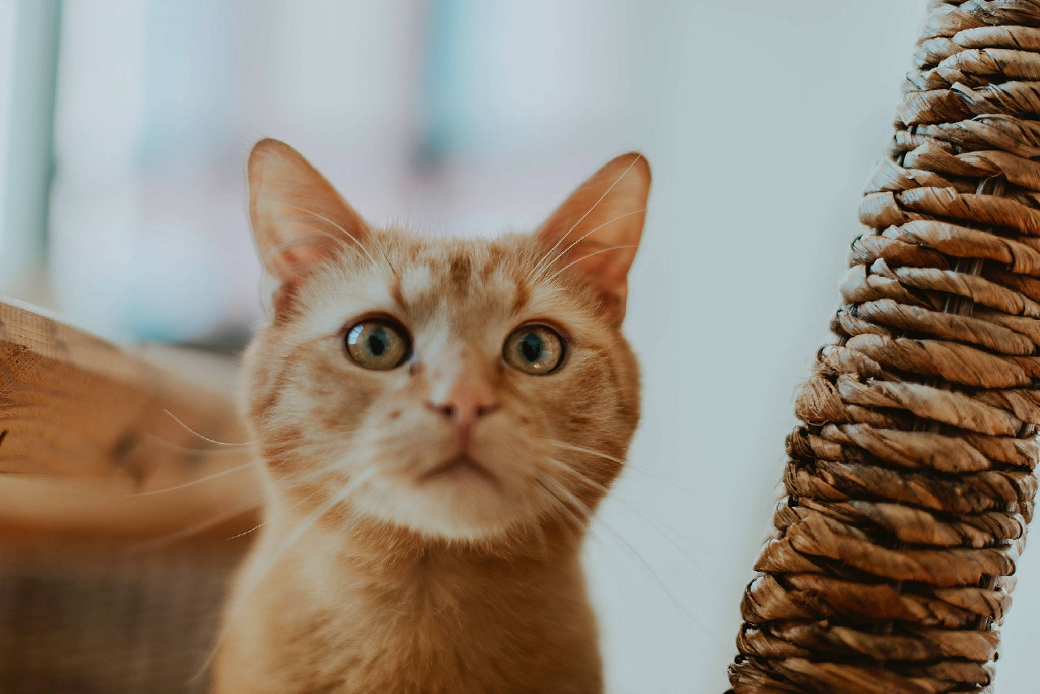 Floki a rejoint le concours — aidez-le/la à gagner de superbes lots ! art, carnivore, cat, claw, conifer, domestic_short_haired_cat, fawn, felidae, fur, paw, small_to_medium_sized_cats, snout, tail, tree, whiskers, window, wood