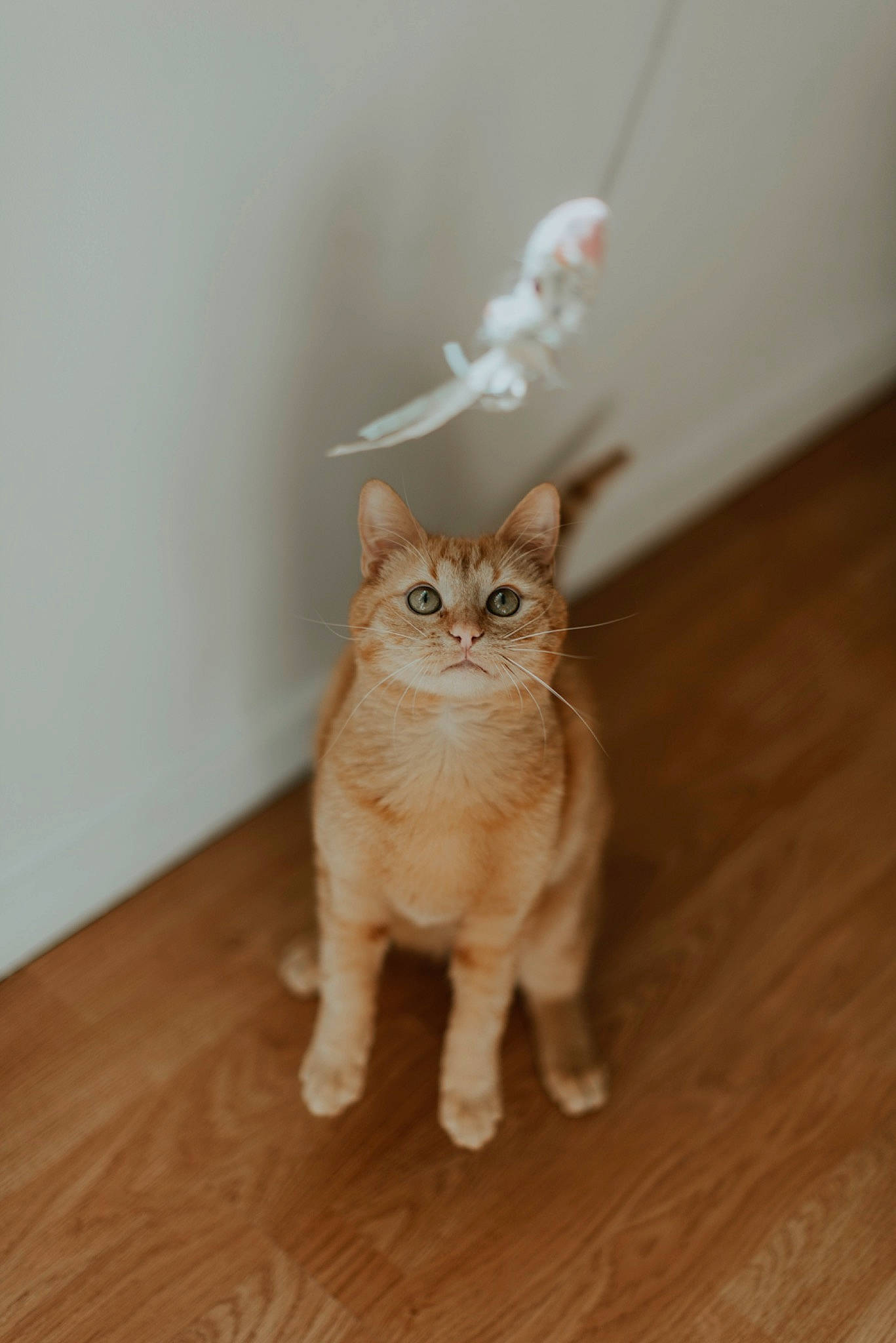 Floki a rejoint le concours — aidez-le/la à gagner de superbes lots ! carnivore, cat, domestic_short_haired_cat, fawn, felidae, floor, flooring, fur, hardwood, paw, small_to_medium_sized_cats, snout, tail, toy, varnish, whiskers, window, wood, wood_flooring, wood_stain