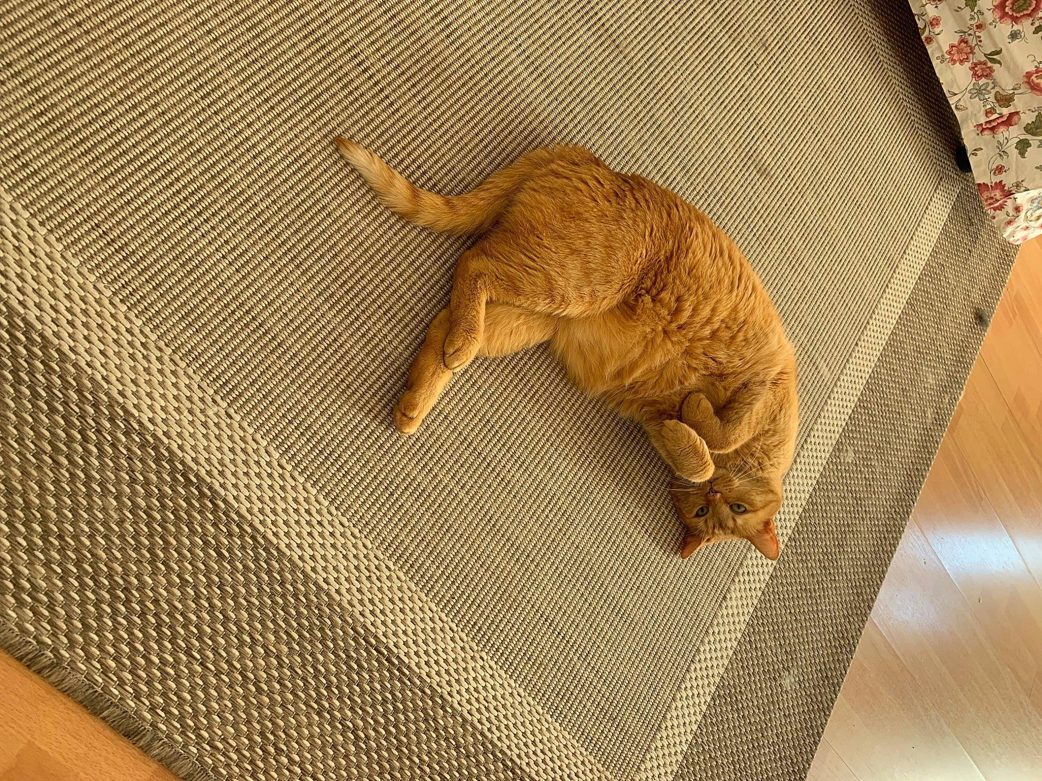 Floki participe au concours pour gagner de l'argent avec cette photo : art, beige, craft, creative_arts, fawn, flooring, fur, hardwood, linens, pattern, rectangle, sleeve, sporting_group, tail, terrestrial_animal, textile, wood, wood_flooring, working_animal, woven_fabric