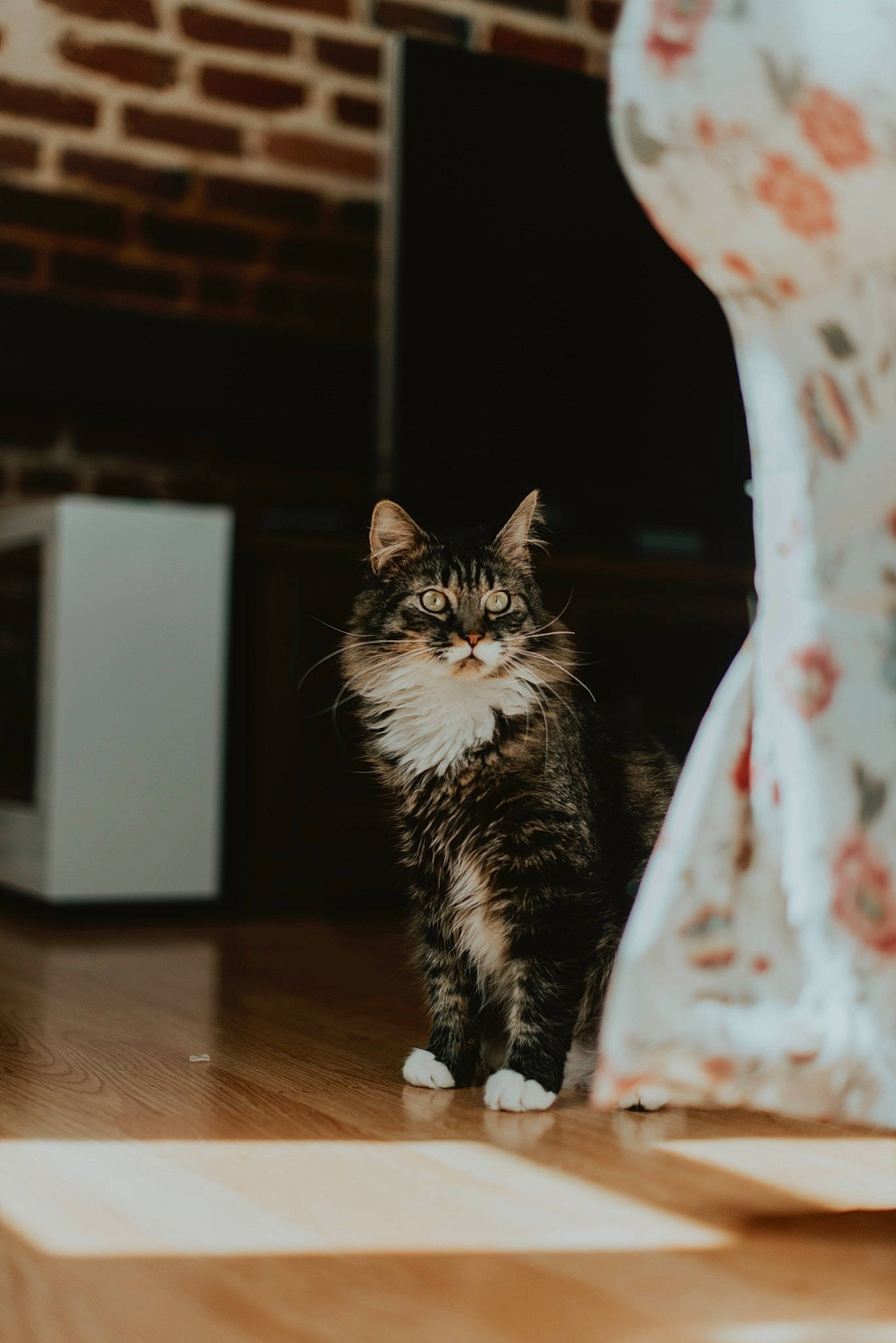 Arès a rejoint le concours — aidez-le/la à gagner de superbes lots ! carnivore, cat, domestic_short_haired_cat, felidae, flooring, fur, grey, hardwood, paw, porcelain, room, sitting, small_to_medium_sized_cats, snout, tail, whiskers, window, wood, wood_flooring