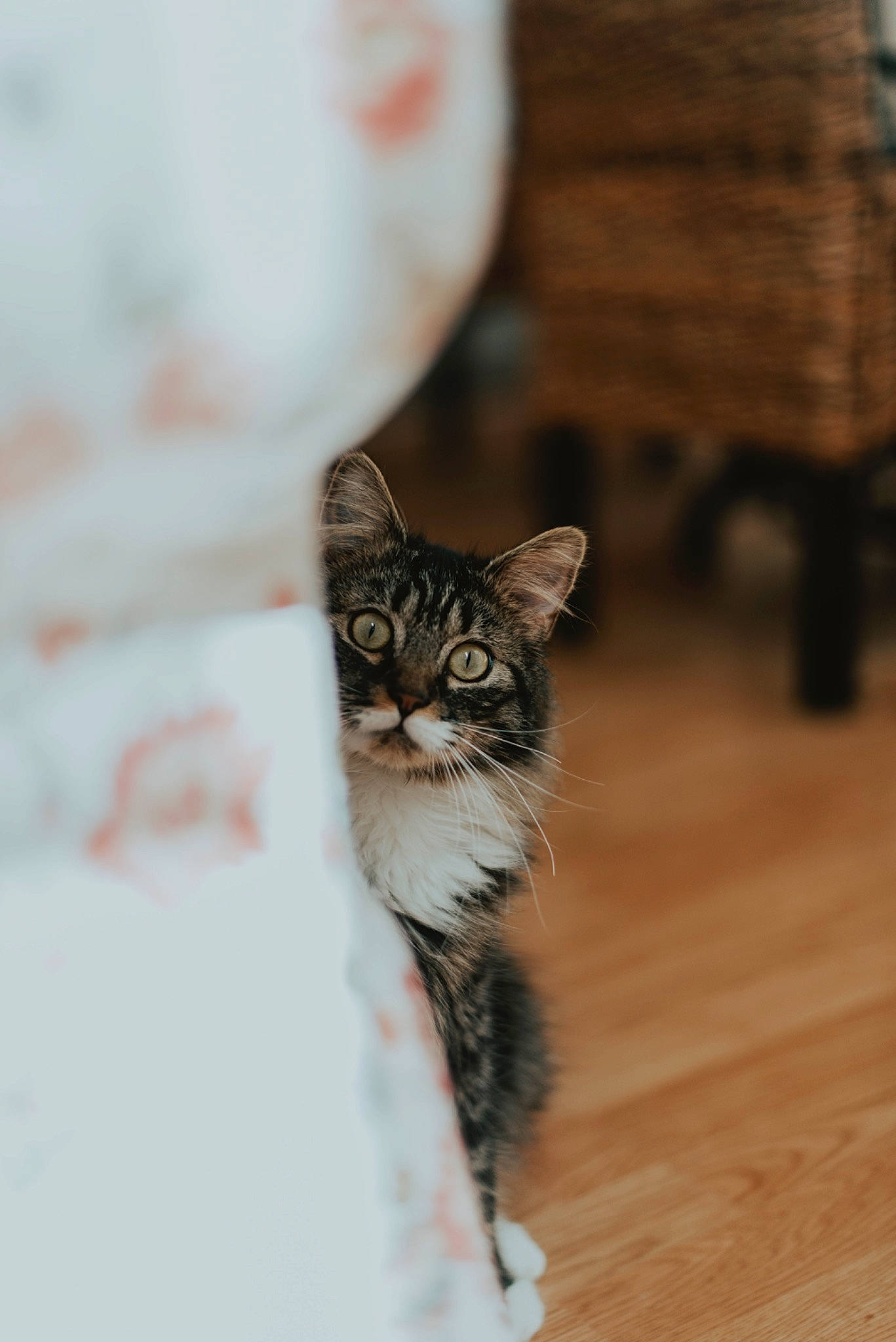 Arès a rejoint le concours — aidez-le/la à gagner de superbes lots ! carnivore, cat, domestic_short_haired_cat, door, felidae, flooring, fur, hardwood, plant, small_to_medium_sized_cats, snout, tail, terrestrial_animal, tree, whiskers, wildlife, window, wood, wood_flooring, wood_stain