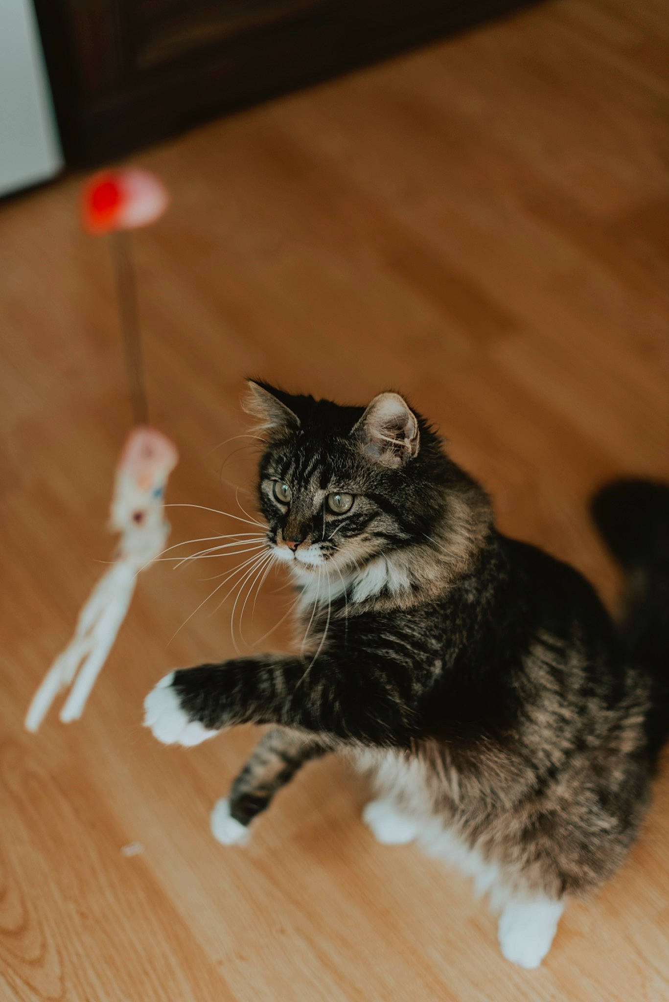 Arès participe au concours pour gagner de l'argent avec cette photo : carnivore, cat, claw, domestic_short_haired_cat, felidae, floor, flooring, foot, fur, hardwood, laminate_flooring, paw, small_to_medium_sized_cats, snout, tail, varnish, whiskers, wood, wood_flooring, wood_stain