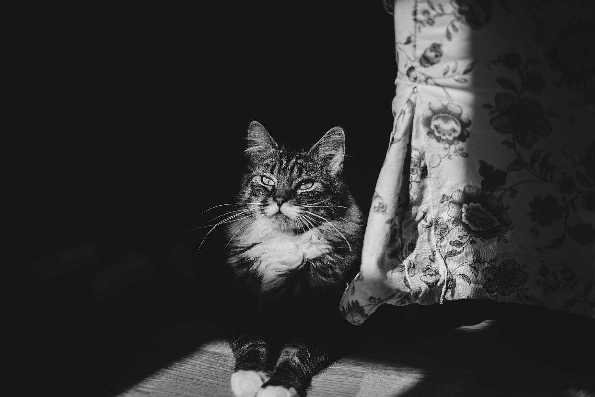 Arès a rejoint le concours — aidez-le/la à gagner de superbes lots ! black_and_white, carnivore, cat, comfort, darkness, domestic_short_haired_cat, felidae, flash_photography, fur, grey, human_leg, monochrome, monochrome_photography, paw, plant, small_to_medium_sized_cats, snout, style, tail, whiskers