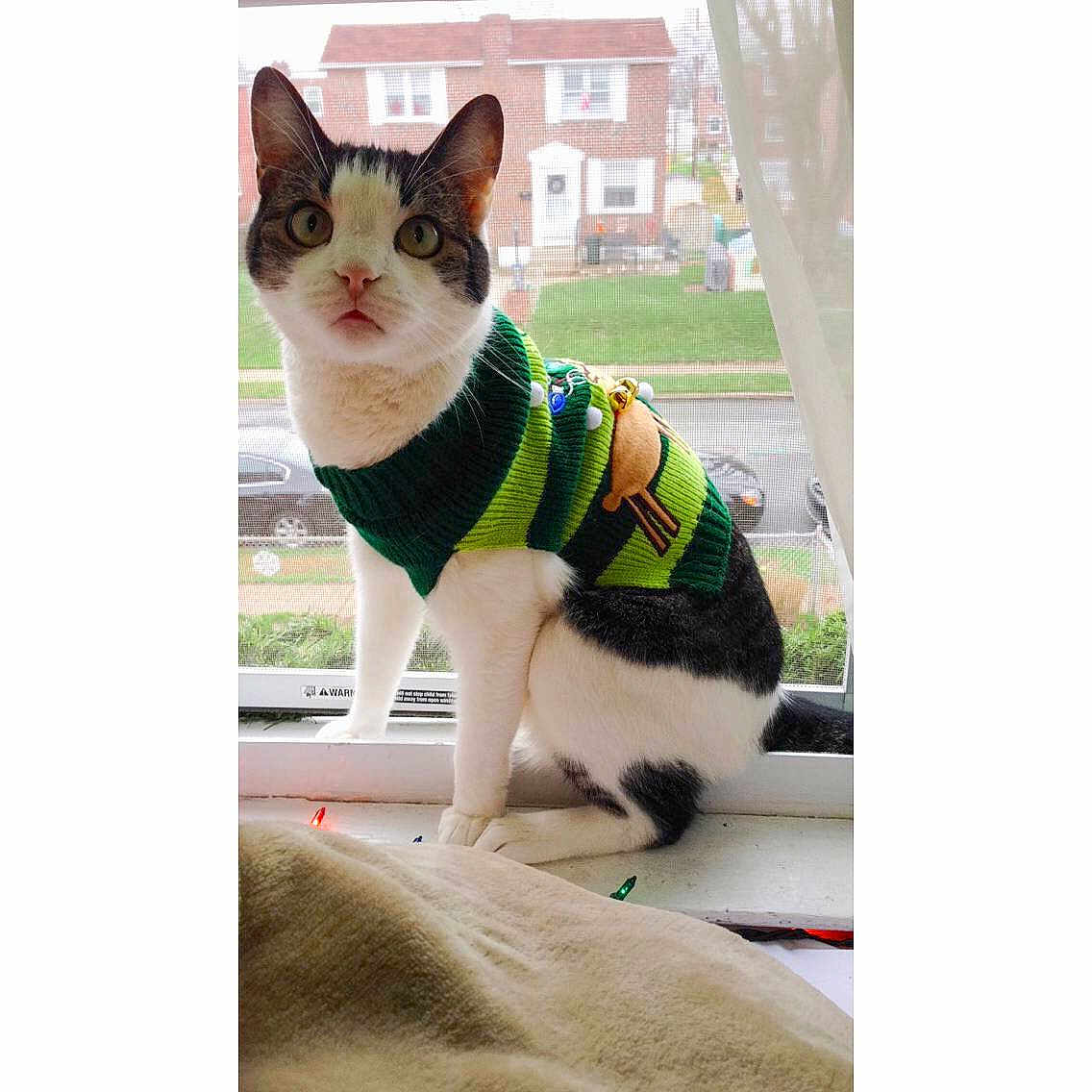 Purcy is registered to the contest to win money with this photo: