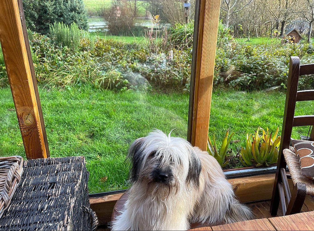 Uloopy a rejoint le concours — aidez-le/la à gagner de superbes lots ! bearded_collie, botany, canidae, carnivore, companion_dog, dog, dog_breed, garden, grass, green, hardwood, landscaping, plant, small_terrier, sporting_group, terrestrial_animal, terrier, toy_dog, wood, working_animal