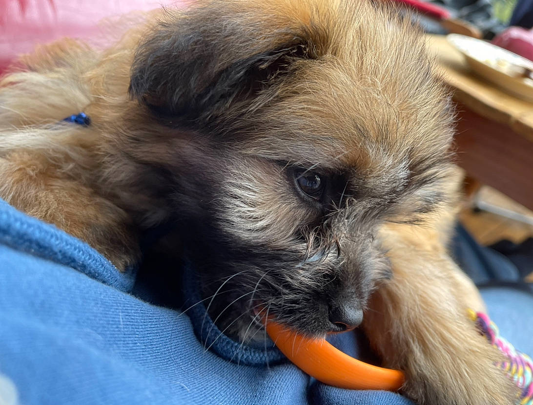 Uloopy a rejoint le concours — aidez-le/la à gagner de superbes lots ! canidae, carnivore, claw, comfort, companion_dog, dog, dog_breed, fawn, felidae, fur, nap, paw, puppy_love, small_terrier, snout, sporting_group, terrier, toy_dog, whiskers, working_animal