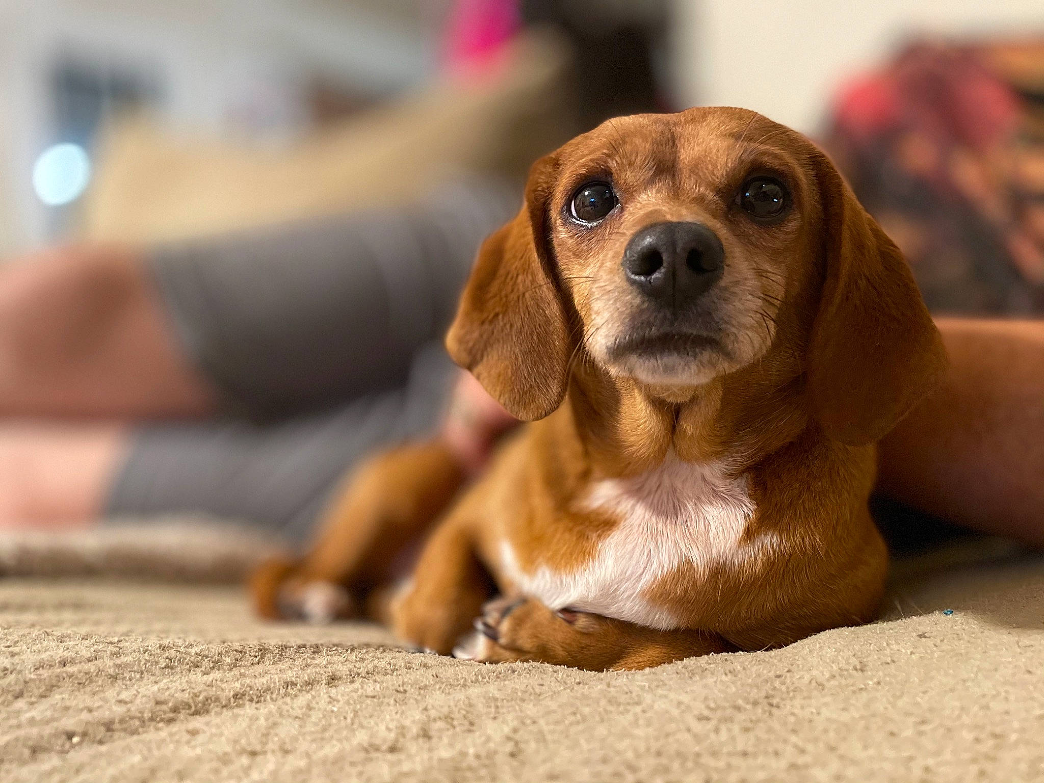 Beatrice is registered to the contest to win money with this photo: basset_hound, canidae, carnivore, comfort, companion_dog, corgi_chihuahua, dog, dog_breed, fawn, fur, hound, liver, paw, scent_hound, snout, sporting_group, terrestrial_animal, whiskers, wood, working_animal