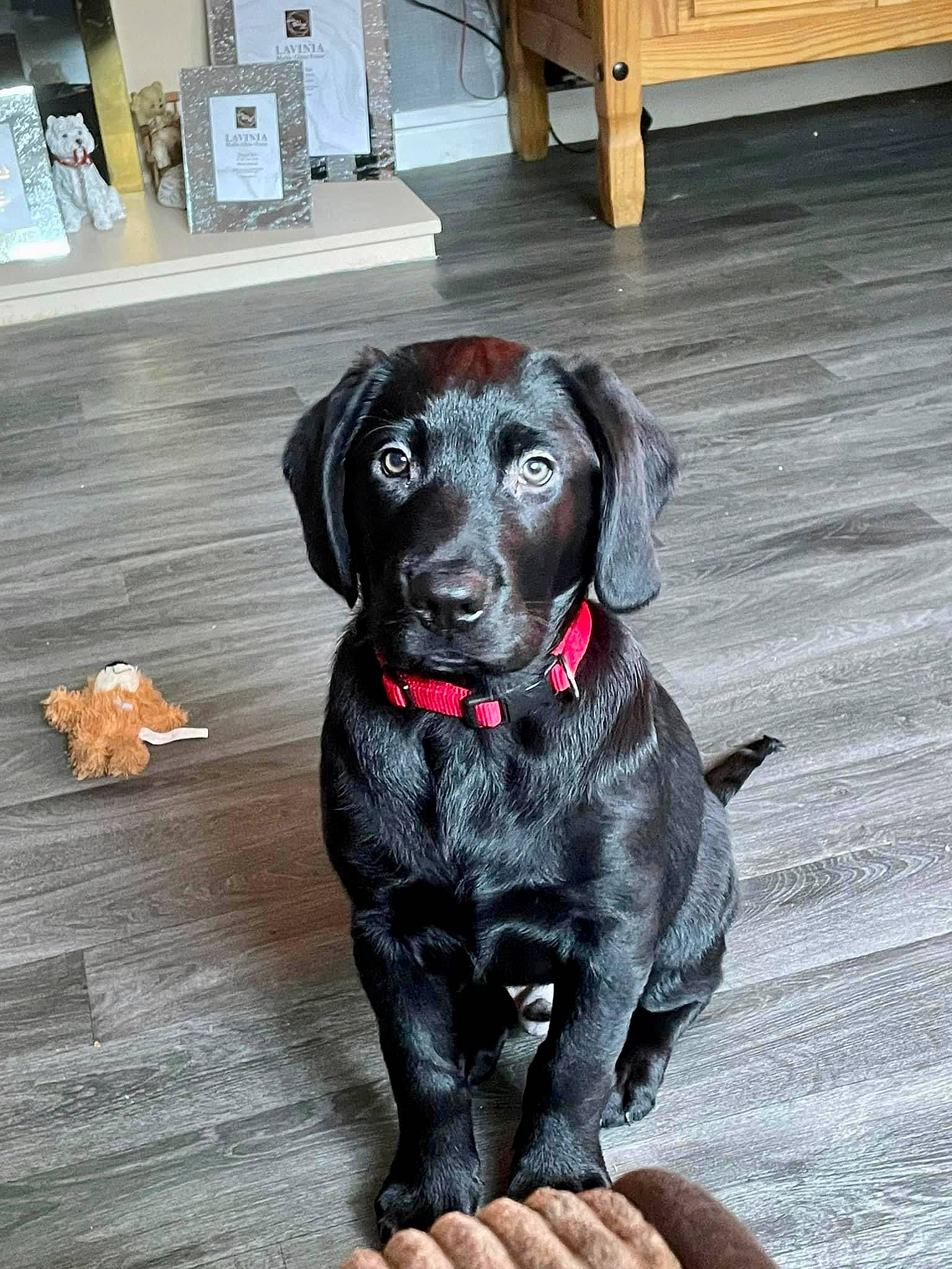 Bear is registered to the contest to win money with this photo: borador, canidae, carnivore, collar, companion_dog, dog, dog_breed, flooring, fur, gun_dog, hardwood, liver, snout, sporting_group, terrestrial_animal, varnish, wood, wood_flooring, wood_stain, working_animal