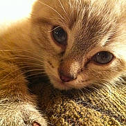 Cupcake is registered to the contest to win money with this photo: kitten, cat, close_up, paw, claws, fur, eyes, texture, knitted, fabric, cute, pet, animal, whiskers, soft, indoor, resting, portrait, young, feline