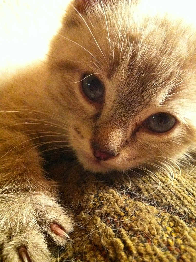Cupcake is registered to the contest to win money with this photo: kitten, cat, close_up, paw, claws, fur, eyes, texture, knitted, fabric, cute, pet, animal, whiskers, soft, indoor, resting, portrait, young, feline