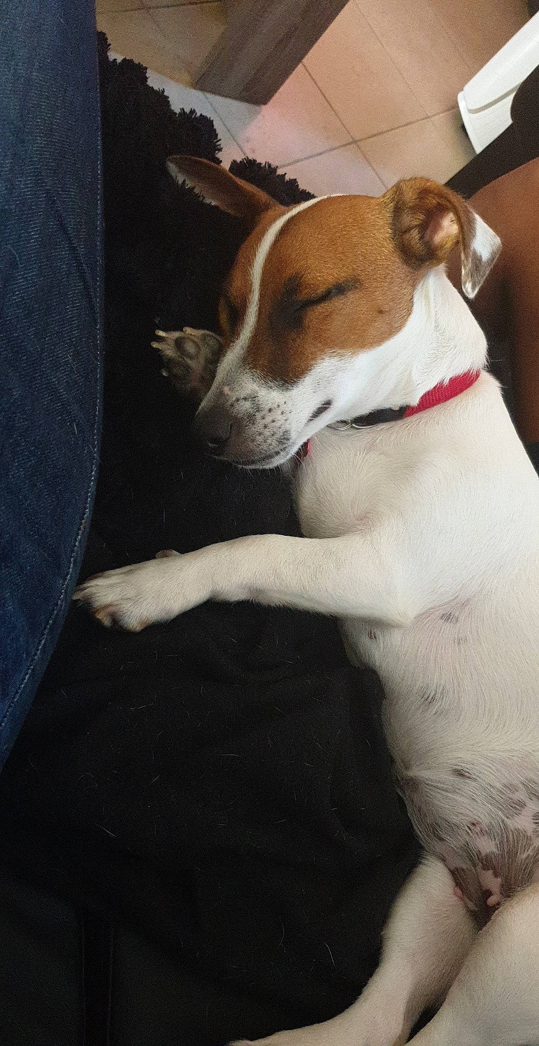 Olana participe au concours pour gagner de l'argent avec cette photo : brazilian_terrier, canidae, carnivore, companion_dog, danish_swedish_farmdog, dog, dog_breed, ear, fawn, feist, jack_russell_terrier, mammal, miniature_fox_terrier, parson_russell_terrier, plummer_terrier, puppy, rat_terrier, russell_terrier, sporting_group, teddy_roosevelt_terrier