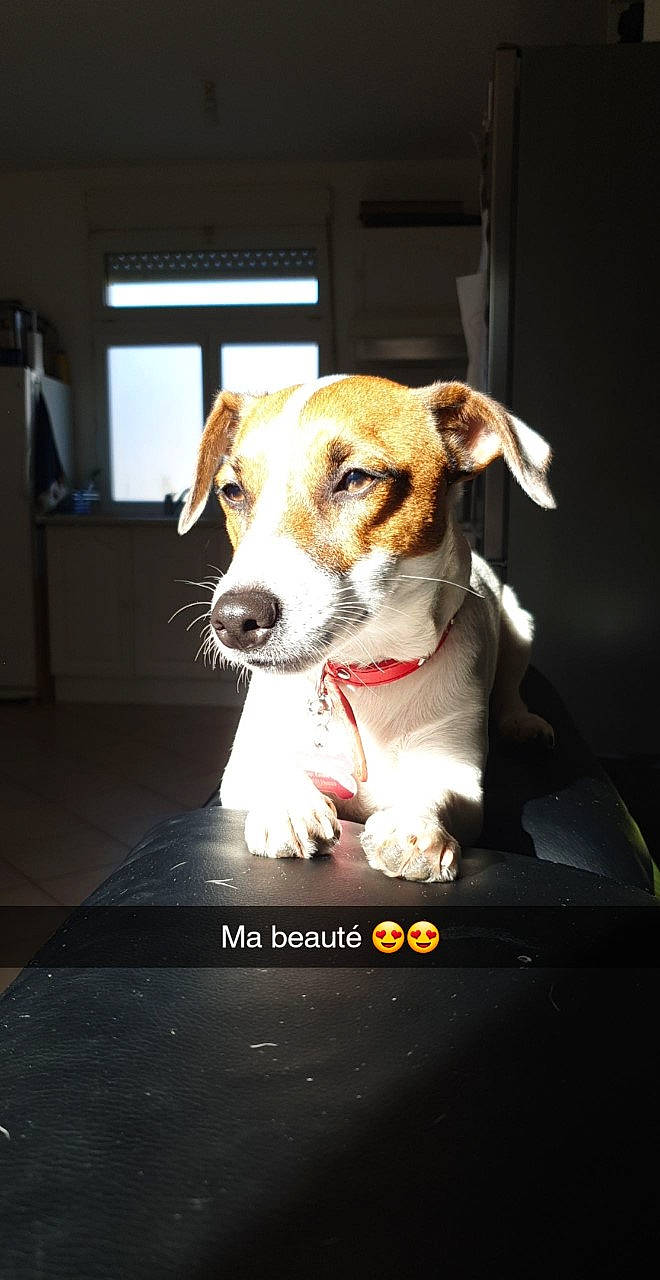 Olana a rejoint le concours — aidez-le/la à gagner de superbes lots ! canidae, carnivore, companion_dog, dog, dog_breed, fox_terrier, jack_russell_terrier, mammal, parson_russell_terrier, puppy, rare_breed_dog, russell_terrier, snout, sporting_group