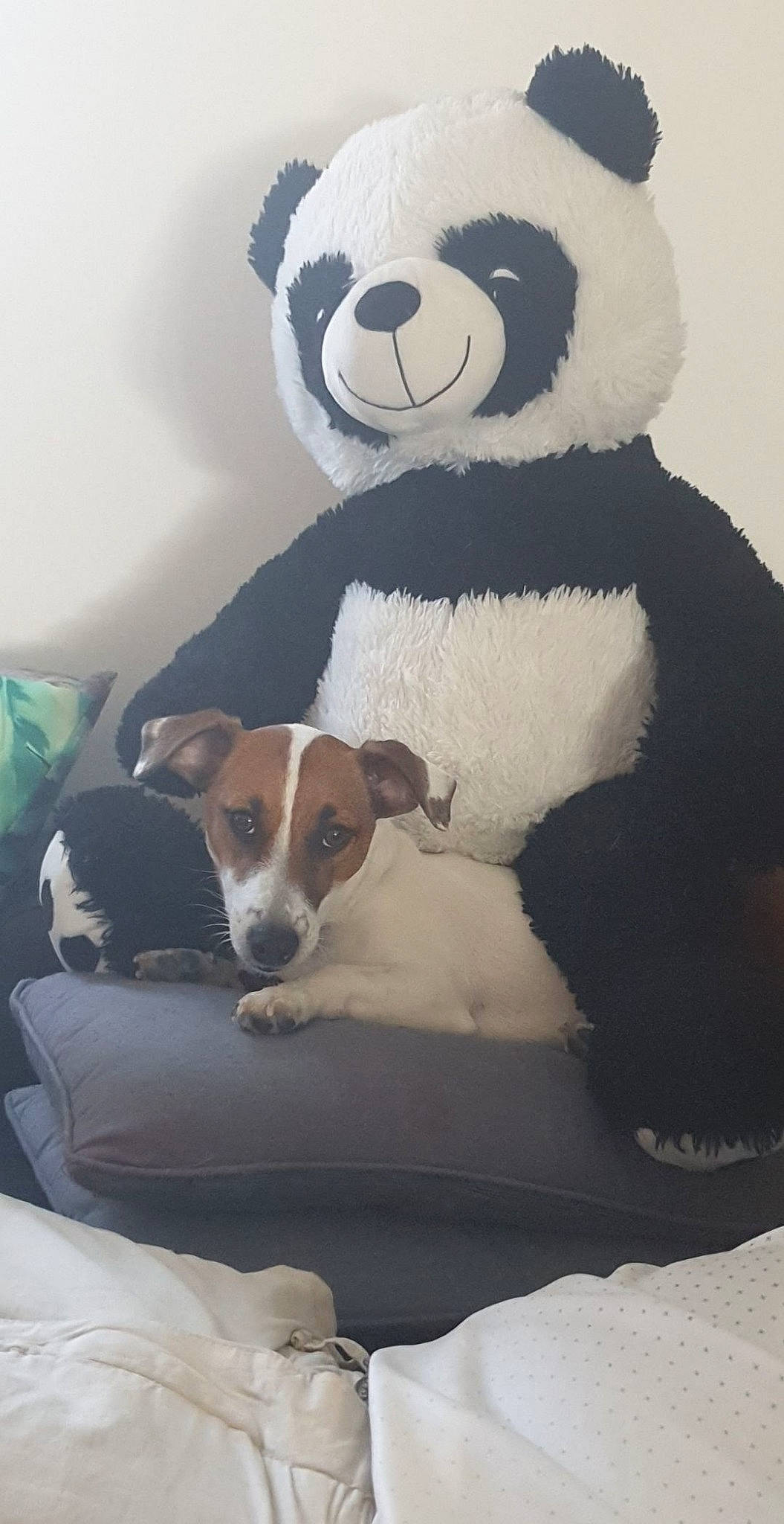 Olana participe au concours pour gagner de l'argent avec cette photo : canidae, carnivore, companion_dog, danish_swedish_farmdog, dog, dog_breed, fox_terrier, jack_russell_terrier, mammal, parson_russell_terrier, puppy, russell_terrier, terrier, vertebrate