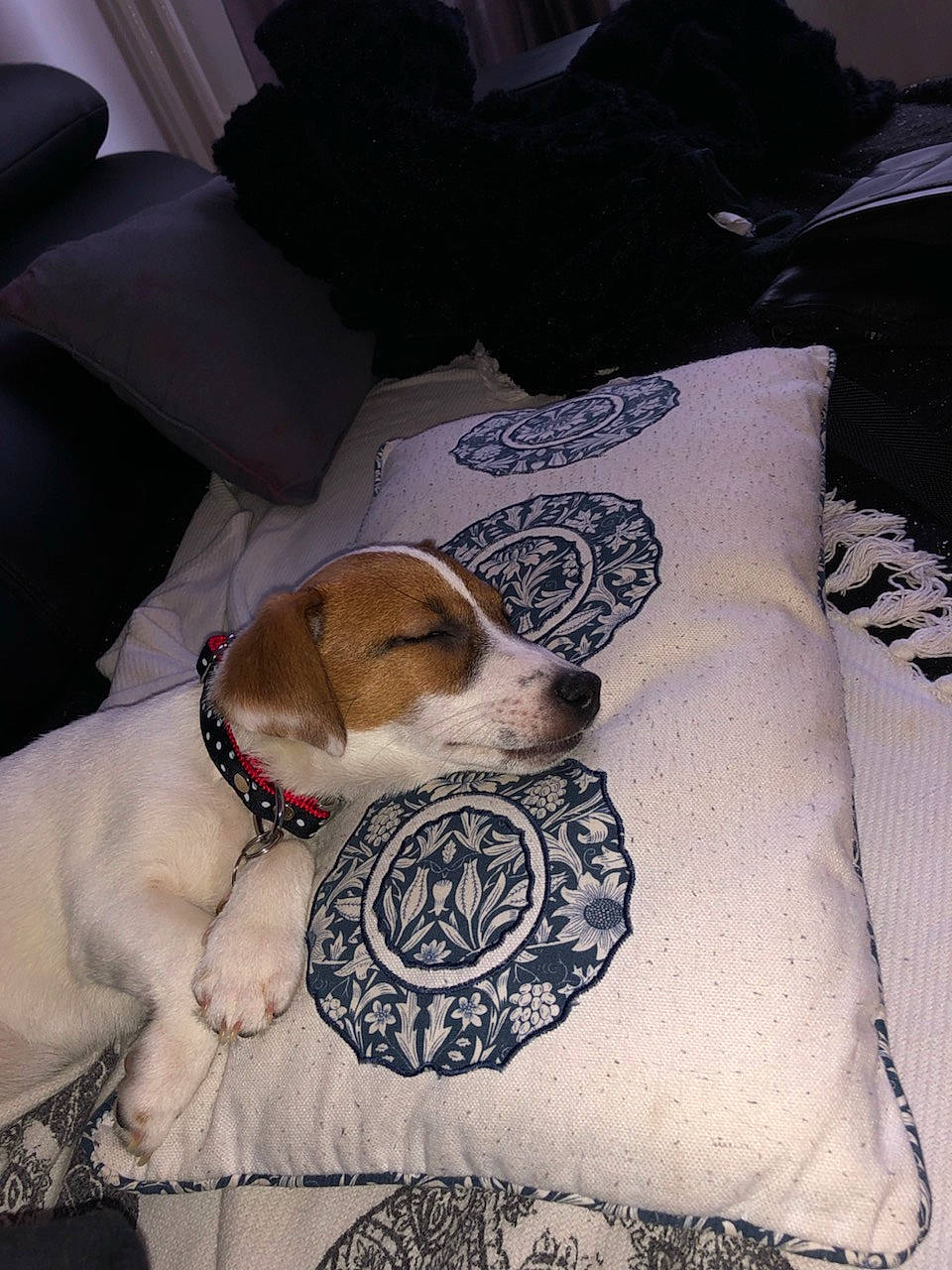 Olana a rejoint le concours — aidez-le/la à gagner de superbes lots ! american_foxhound, beagle, canidae, carnivore, companion_dog, coonhound, cushion, danish_swedish_farmdog, dog, dog_breed, estonian_hound, fox_terrier, harrier, jack_russell_terrier, linens, parson_russell_terrier, pillow, puppy, russell_terrier, snout