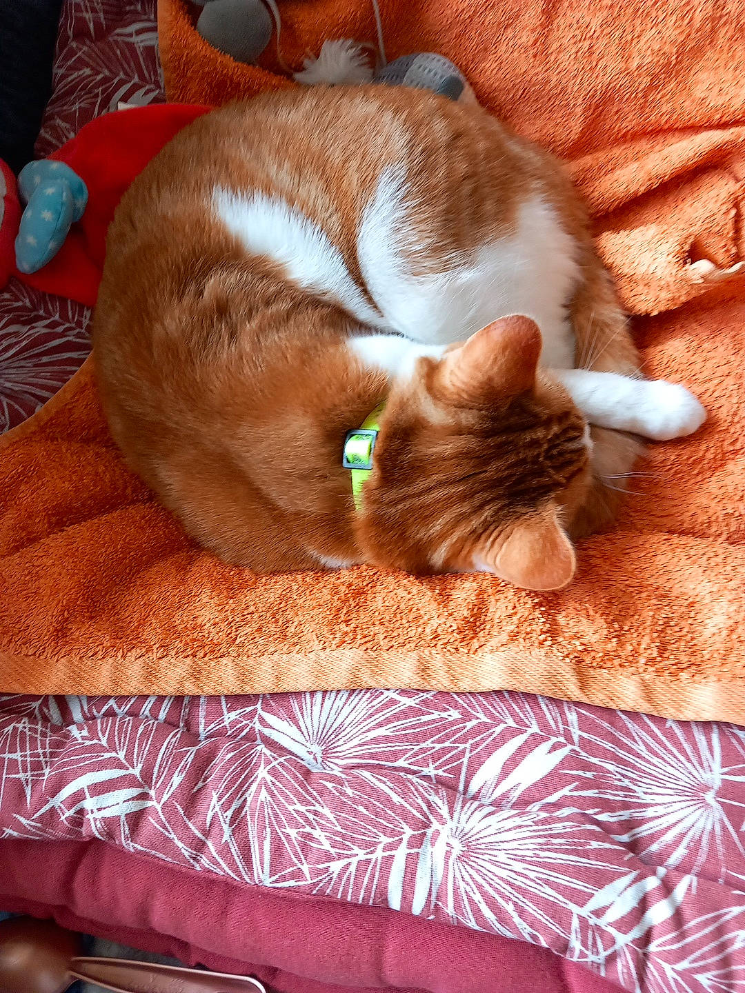 Garfield participe au concours pour gagner de l'argent avec cette photo : carnivore, cat, comfort, domestic_short_haired_cat, fawn, felidae, fur, human_leg, linens, mammal, nap, orange, pattern, paw, small_to_medium_sized_cats, snout, tail, textile, whiskers, wood