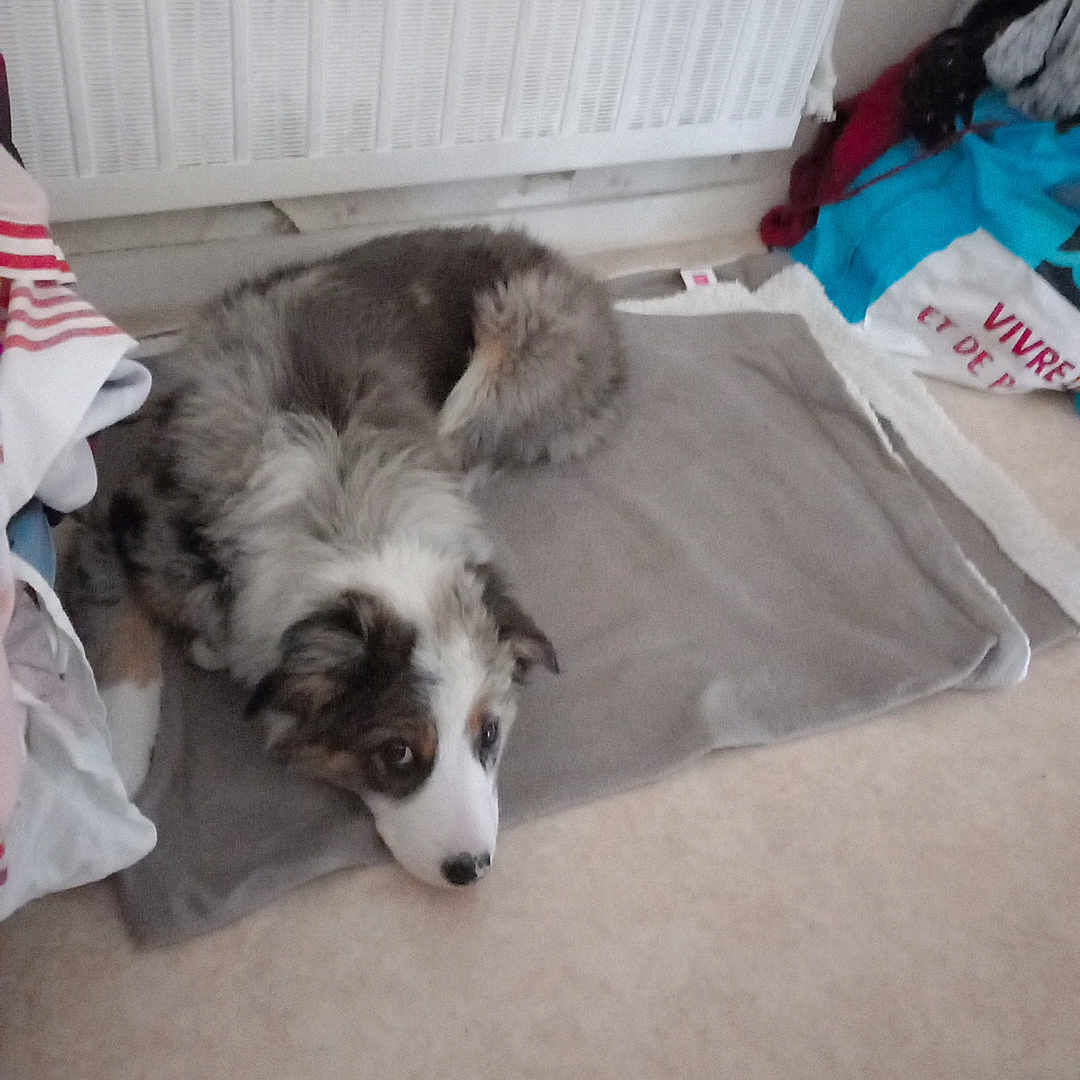 Lucky participe au concours pour gagner de l'argent avec cette photo : animal, baby, bag, blanket, canine, collie, couch, cushion, dog, eskimodog, furniture, homedecor, hound, husky, indoors, linen, person, pet, puppy, sleeping