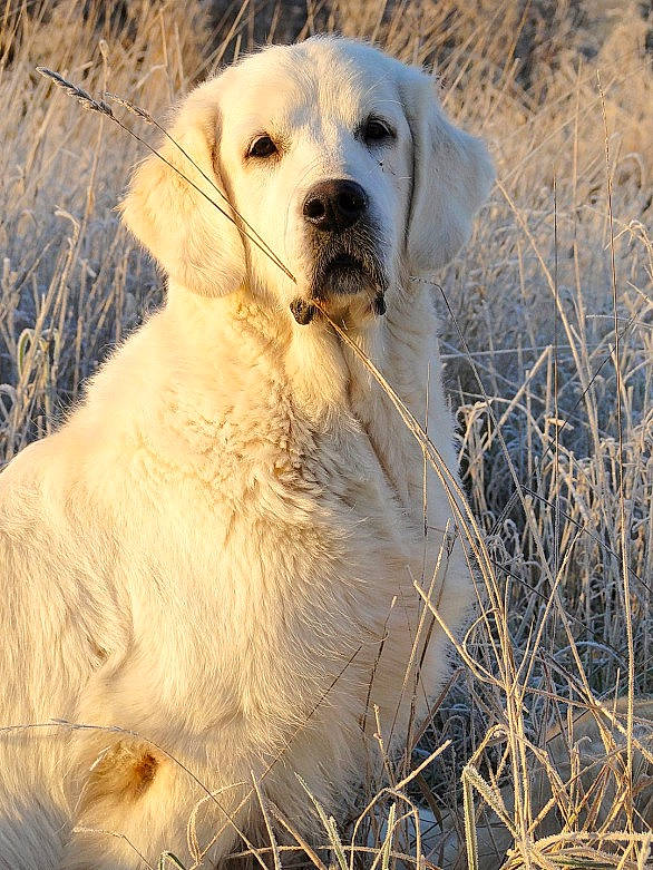 Diva a rejoint le concours — aidez-le/la à gagner de superbes lots ! carnivore, companion_dog, dog, dog_breed, fawn, fur, golden_retriever, grass, great_pyrenees, gun_dog, livestock_guardian_dog, plant, polish_tatra_sheepdog, retriever, snout, sporting_group, terrestrial_animal, whiskers, wildlife, working_animal