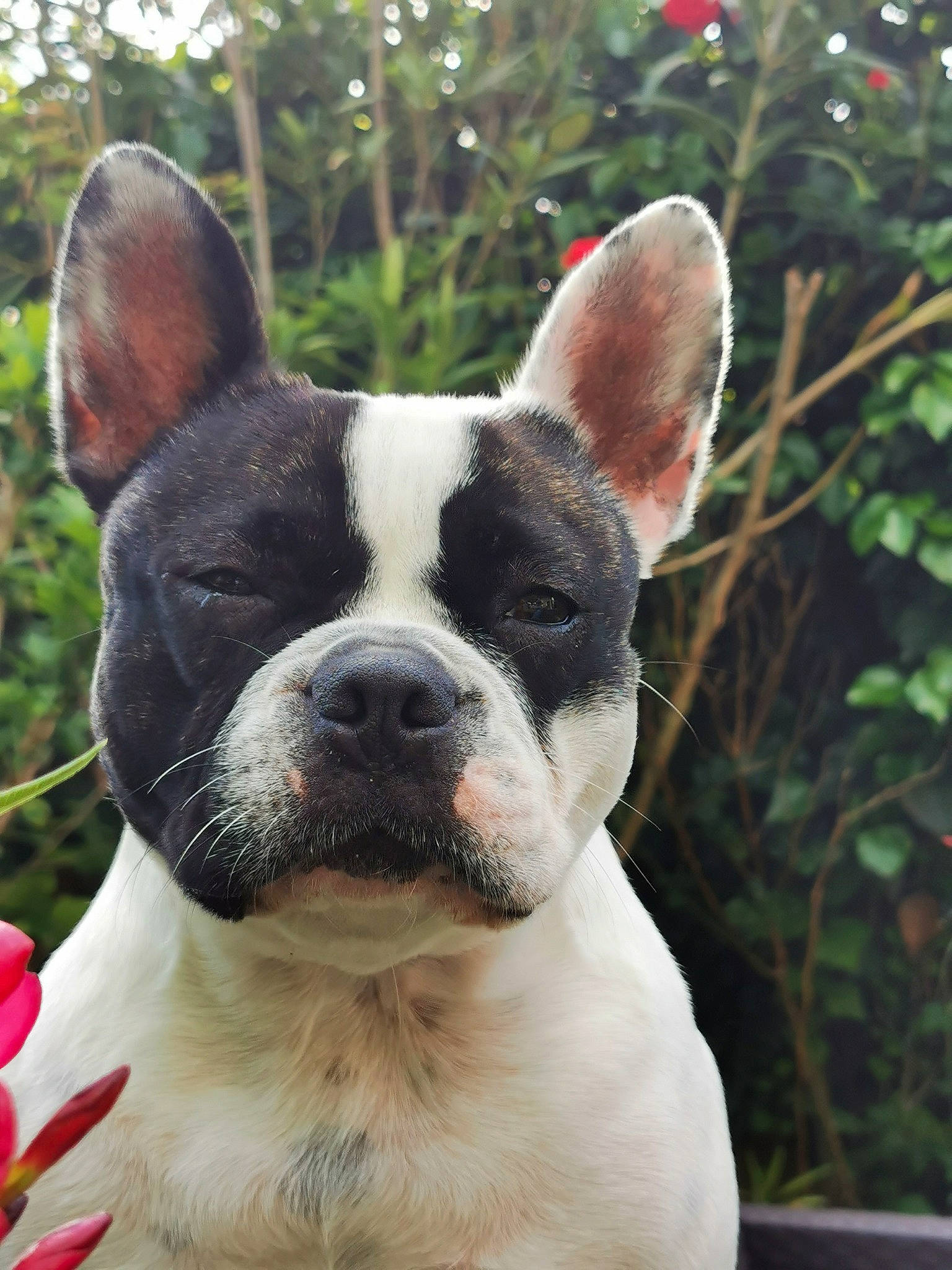 Moona a rejoint le concours — aidez-le/la à gagner de superbes lots ! ancient_dog_breeds, boston_terrier, bull_and_terrier, bulldog, canidae, carnivore, companion_dog, dog, dog_breed, fawn, french_bulldog, mammal, molosser, non_sporting_group, rare_breed_dog, snout, sporting_group, toy_bulldog, vertebrate, whiskers