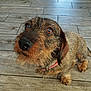 dog, pet, wire_hair, dachshund, brown_eyes, floor, wooden_floor, looking_up, close_up, animal, canine, fur, ears, collar, indoor, cute, small_dog, companion, domestic_animal, mammal
