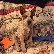 Jojo joined the competition — help win amazing prizes! puppy, dog, pet, indoor, quilt, blanket, toy, couch, fur, ears, sitting, brown, white, cute, animal, young, companion, home, cozy, looking