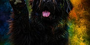 Neptune a rejoint le concours — aidez-le/la à gagner de superbes lots ! animal, black_dog, celebration, closeup, colorful, colorful_powder, dog, explosion, fun, fur, grass, joy, nature, outdoor, paw, playful, portrait, rainbow_colors, tongue_out, vibrant